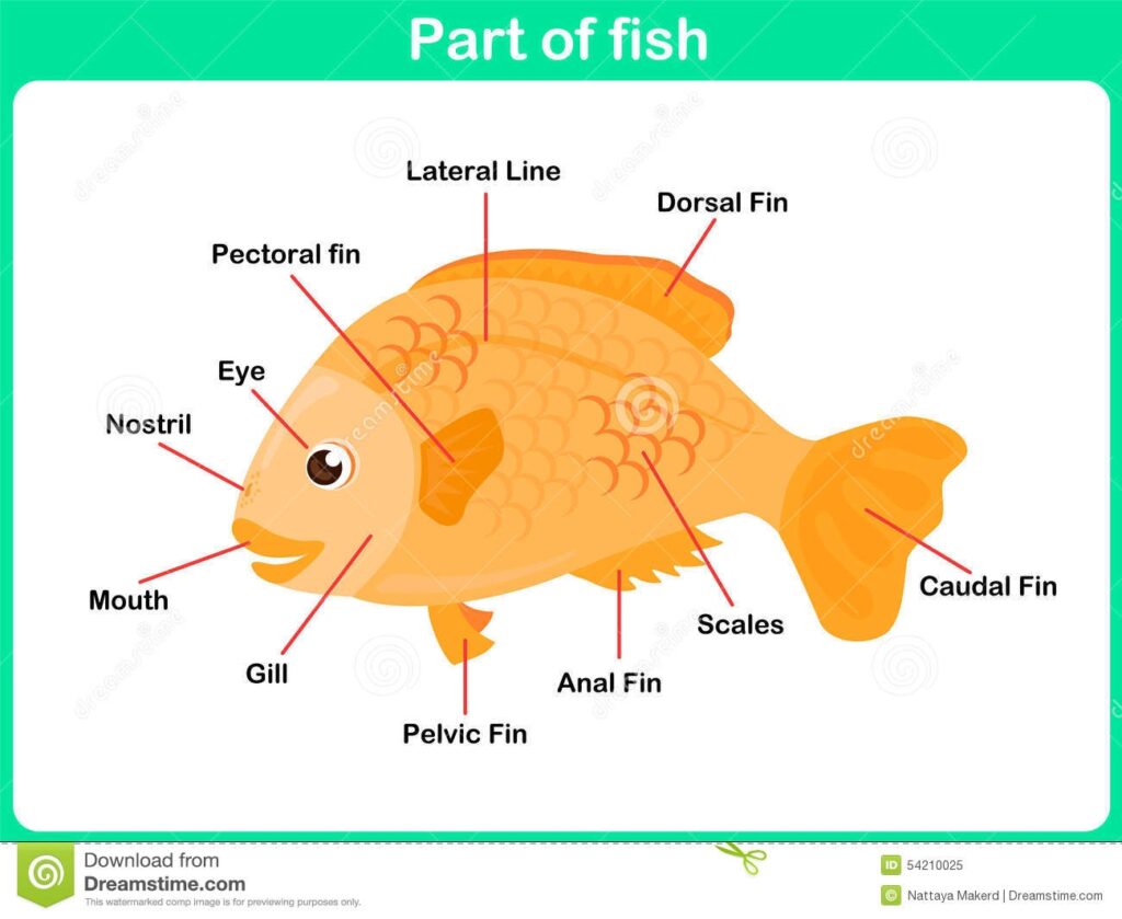 Learning Parts Of Fish For Kids Worksheet Stock Vector Illustration Of Spelling Work 54210025