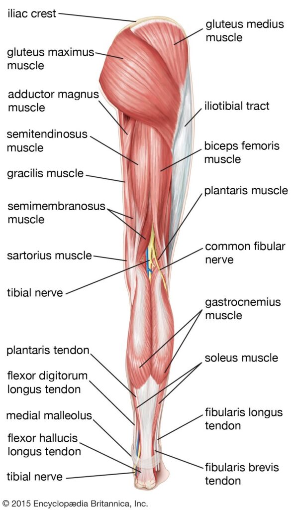 Lower Leg Anatomy Diagram