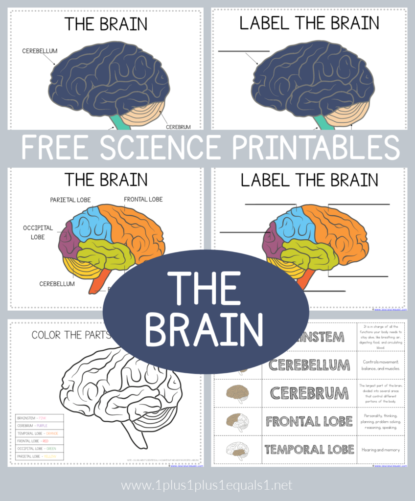 The Human Brain Printable Worksheets