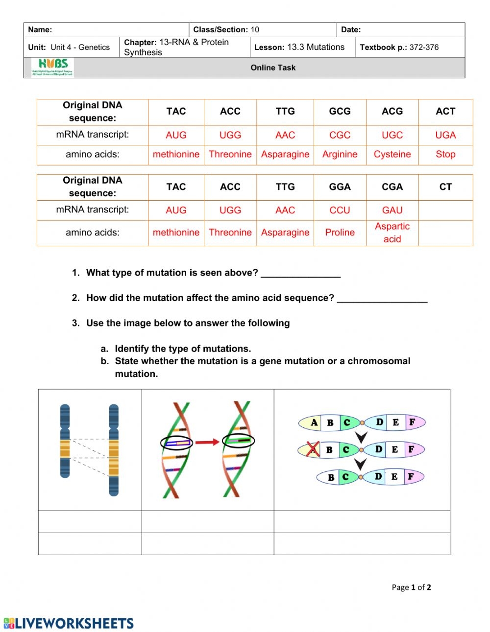 Ch13 3 Mutation Worksheet