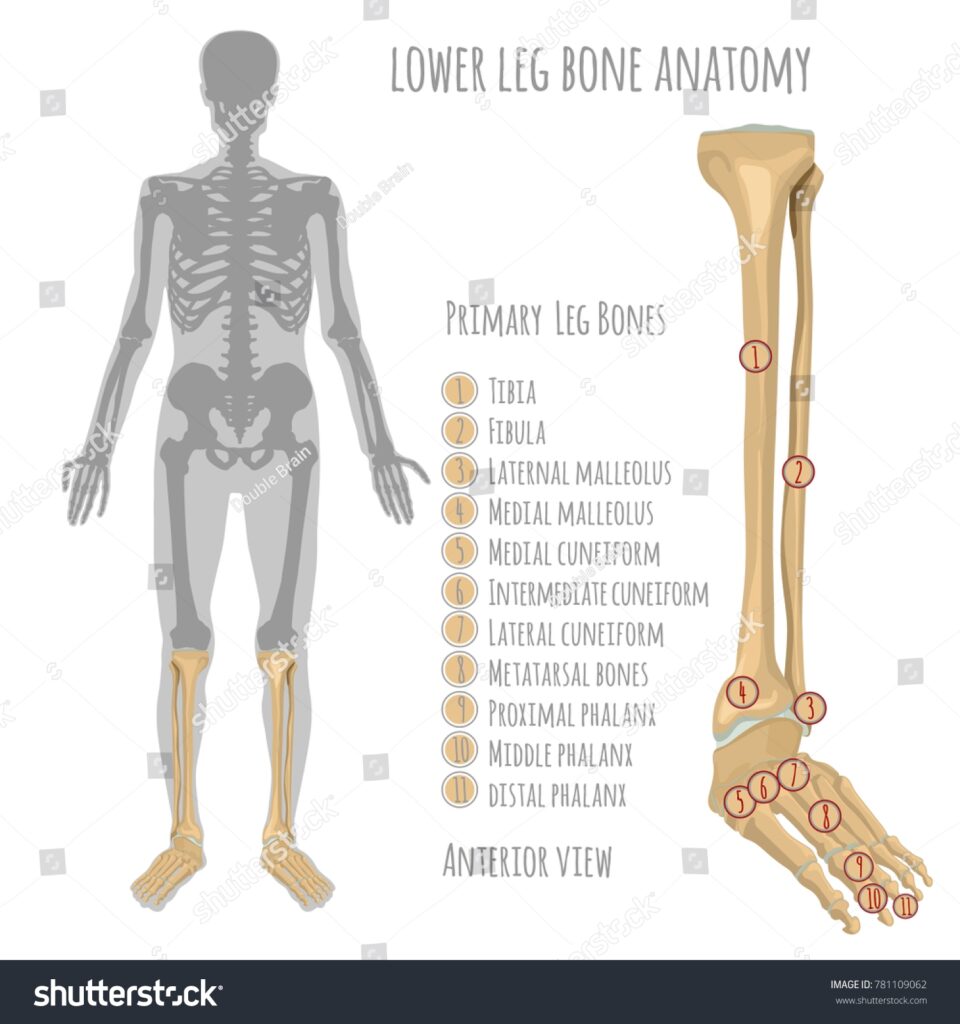 Lower Leg Bone Anatomy Diagram