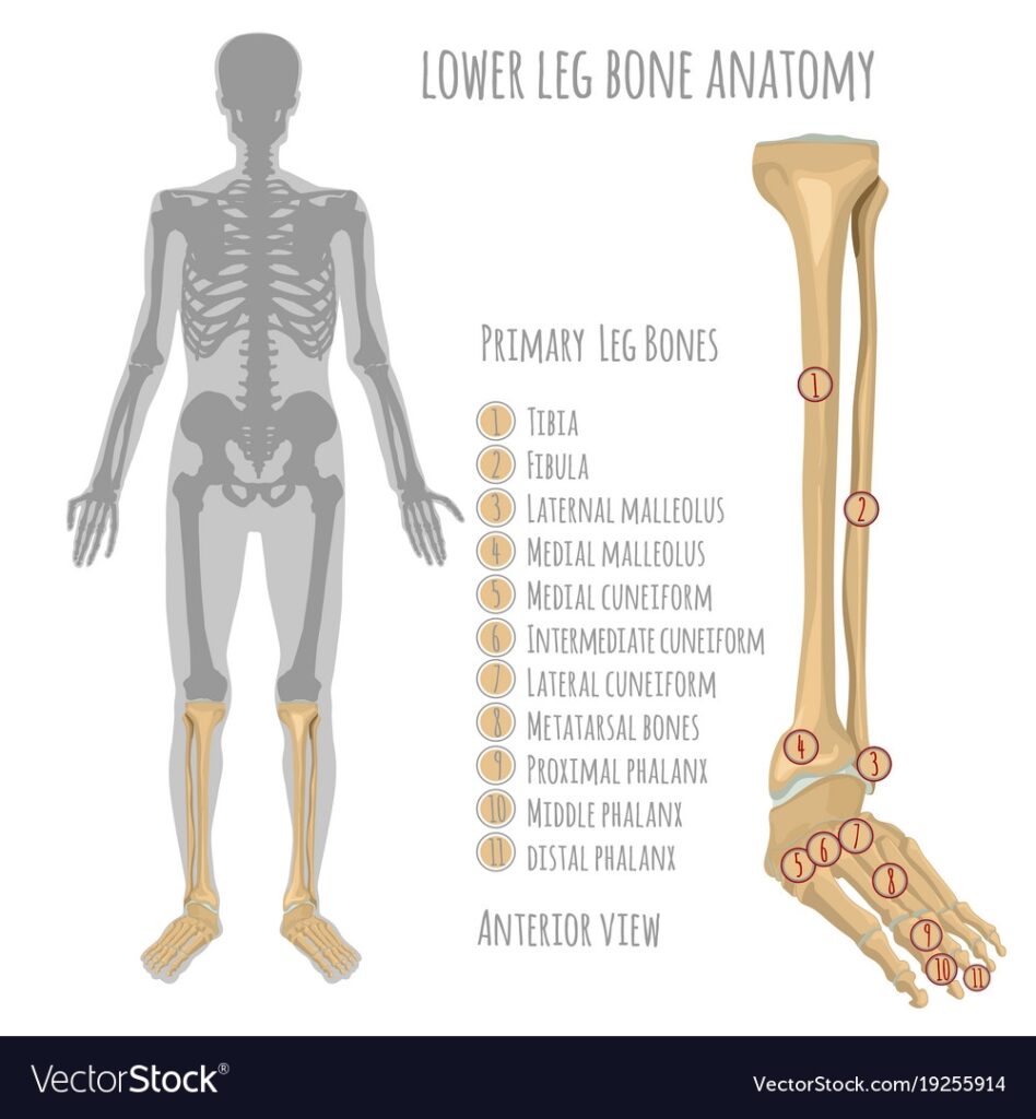 Lower Leg Bone Anatomy Royalty Free Vector Image