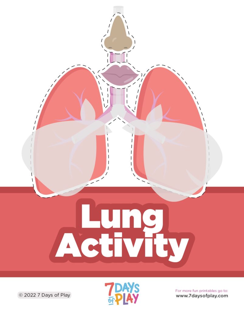Lung Anatomy 7 Days Of Play