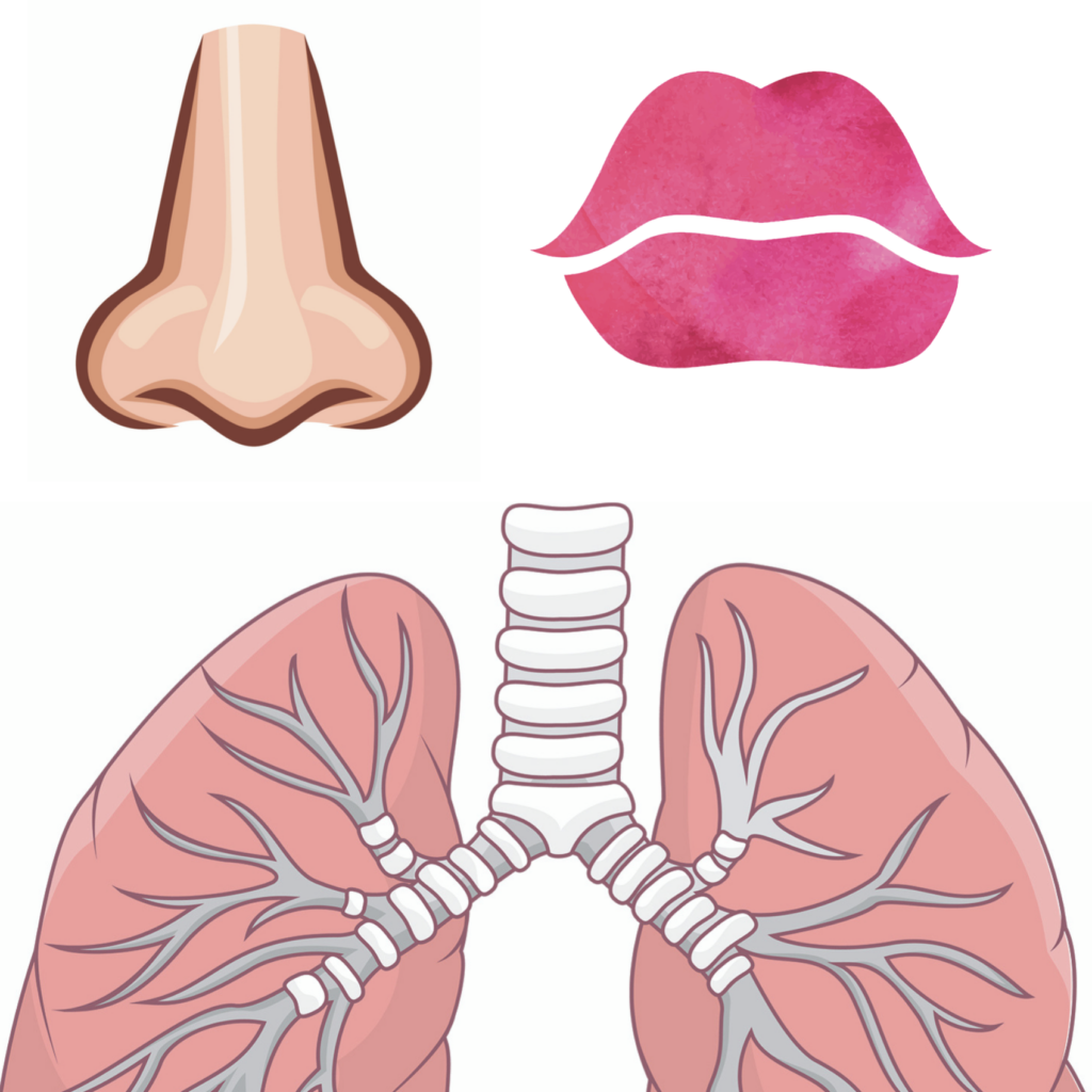 Lung Anatomy Printable Lung Anatomy Science Projects For Kids Human Body Activities