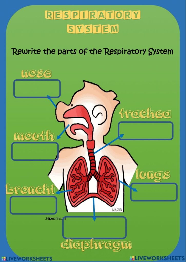 Lung Worksheets For Kids