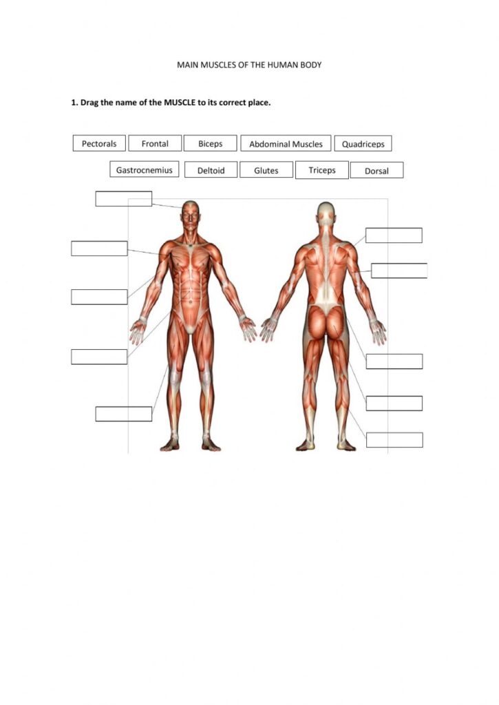 Main Muscles Of The Human Body Worksheet
