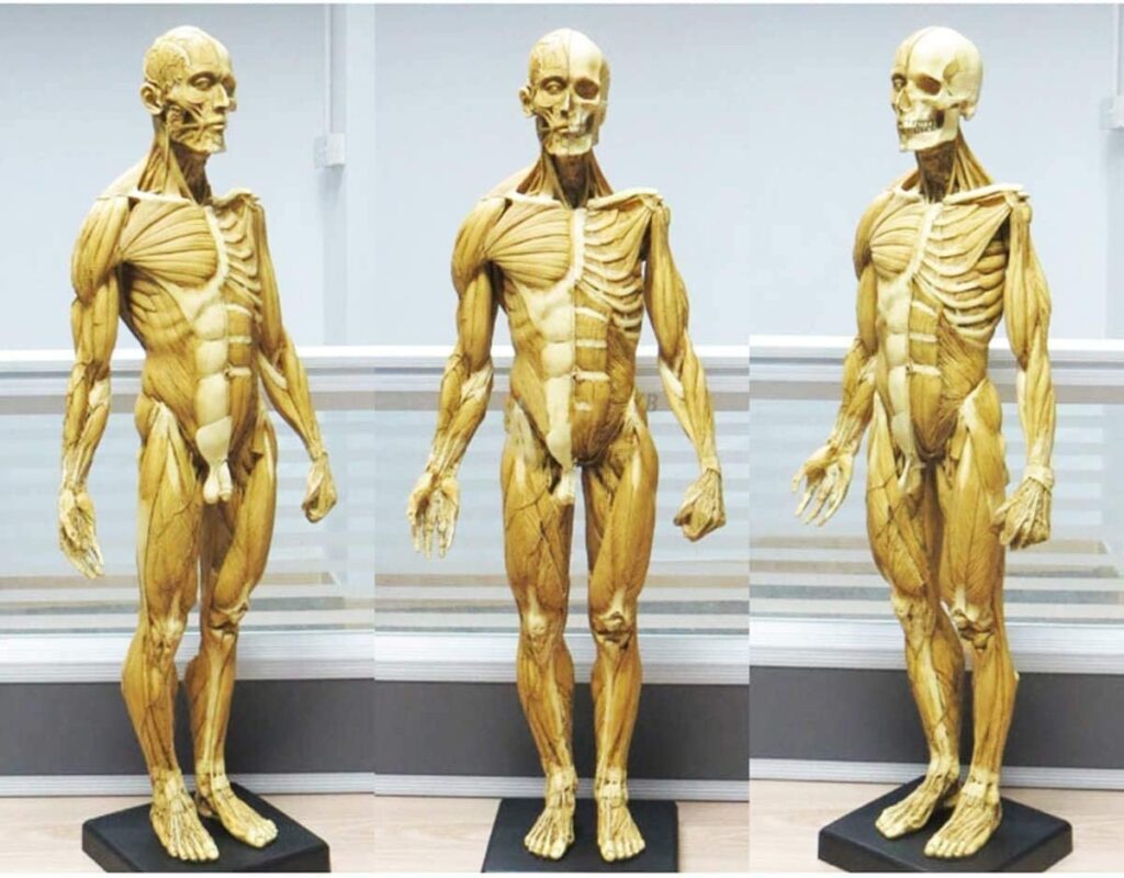Human Anatomy Models For Artists