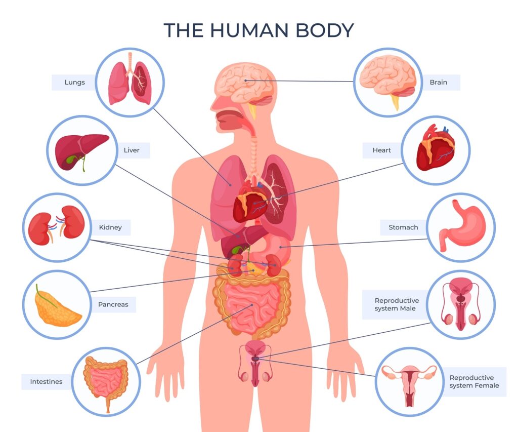 Male Body Diagram Home Health UK