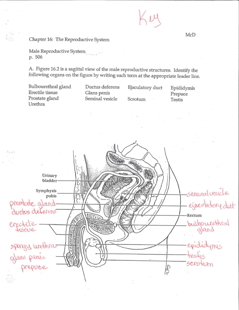 Male Repro KEY McD Chapter 16 The Reproductive System Male Reproductive System P 506 A Studocu