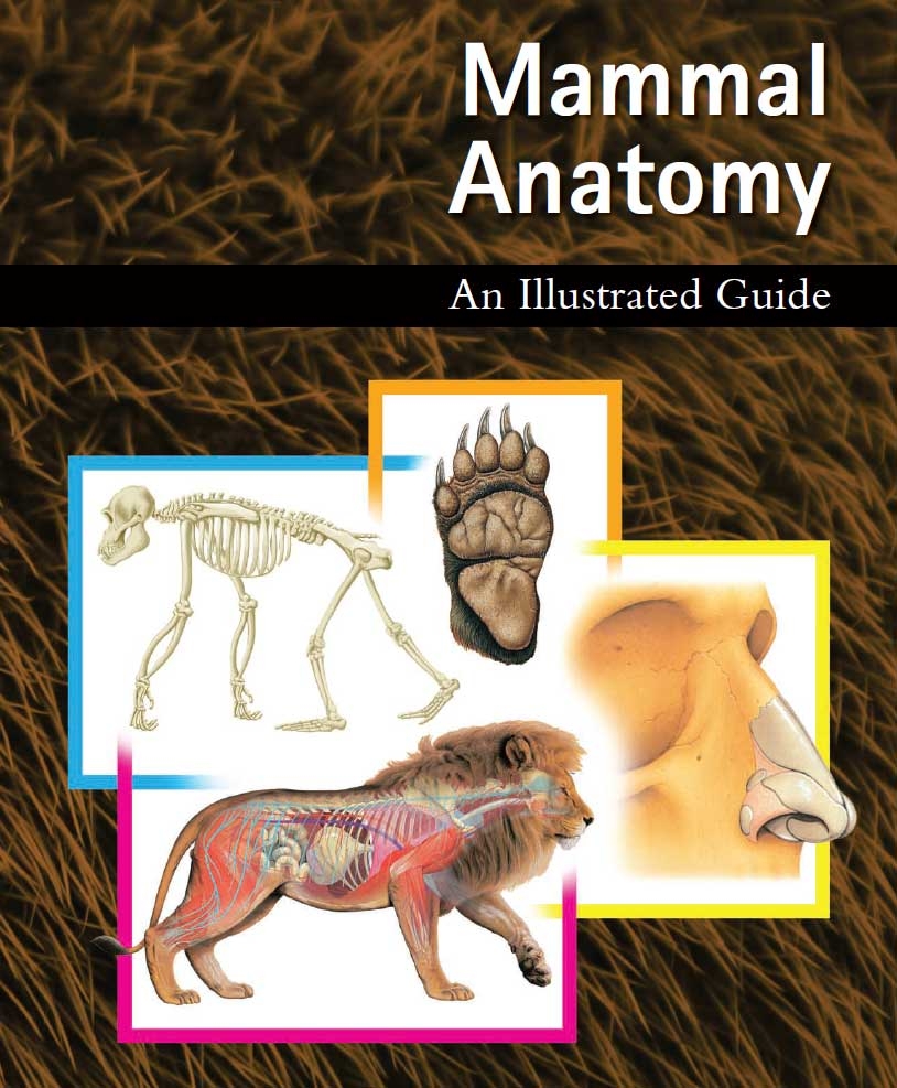 Mammal Anatomy An Illustrated Guide VetBooks