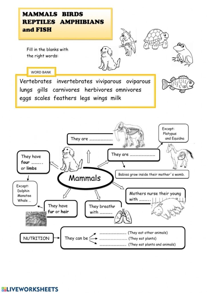 Mammals Birds Reptiles Amphibians And Fish Worksheet