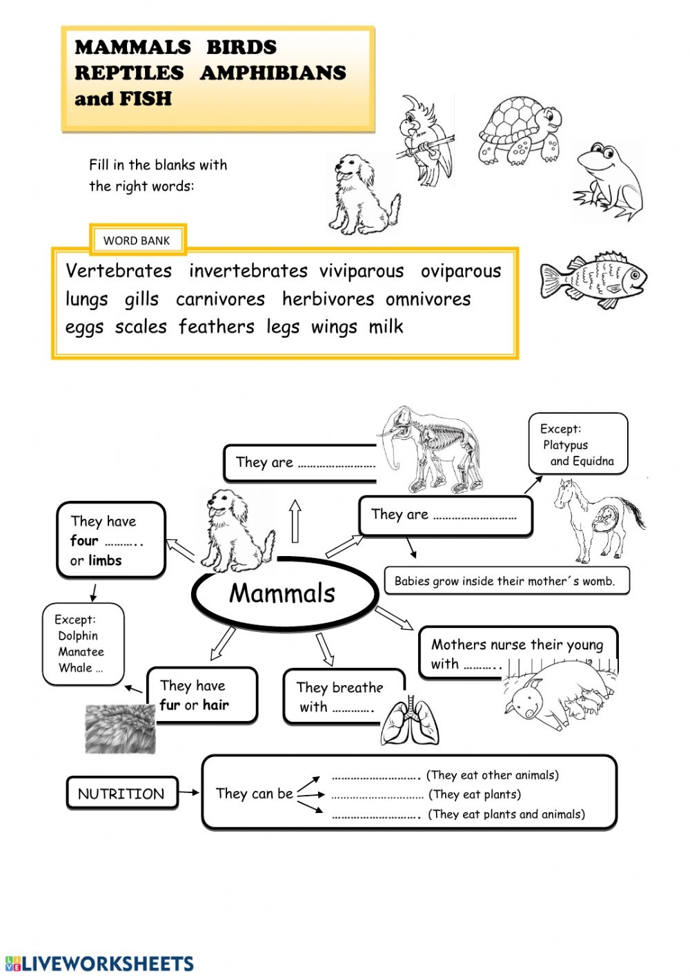 Mammals Birds Reptiles Amphibians And Fish Worksheet
