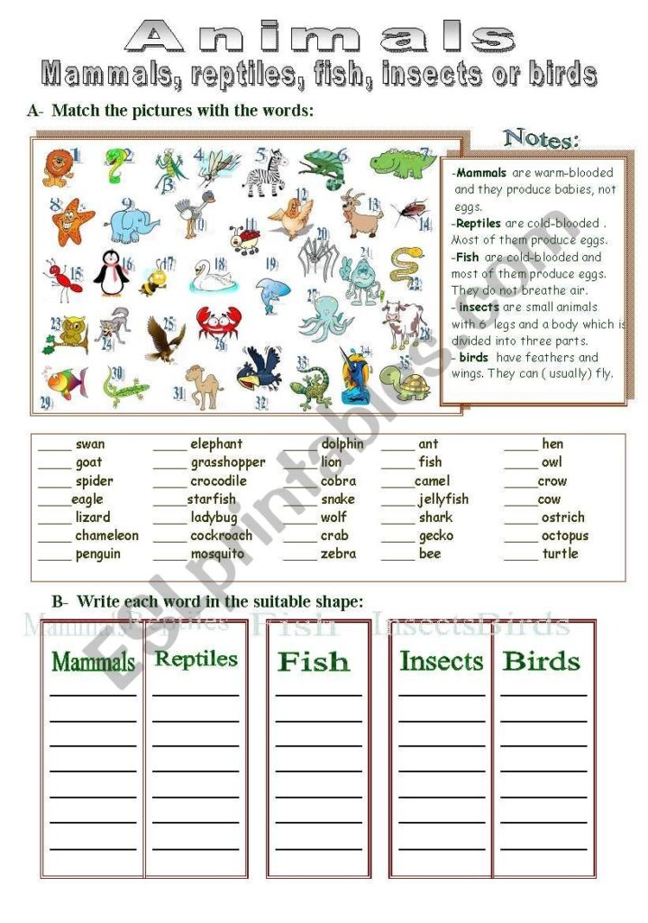 Mammals Reptiles Fish Insects Or Birds ESL Worksheet By Totya F 