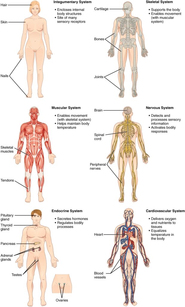 Human Anatomy Study Guide Free