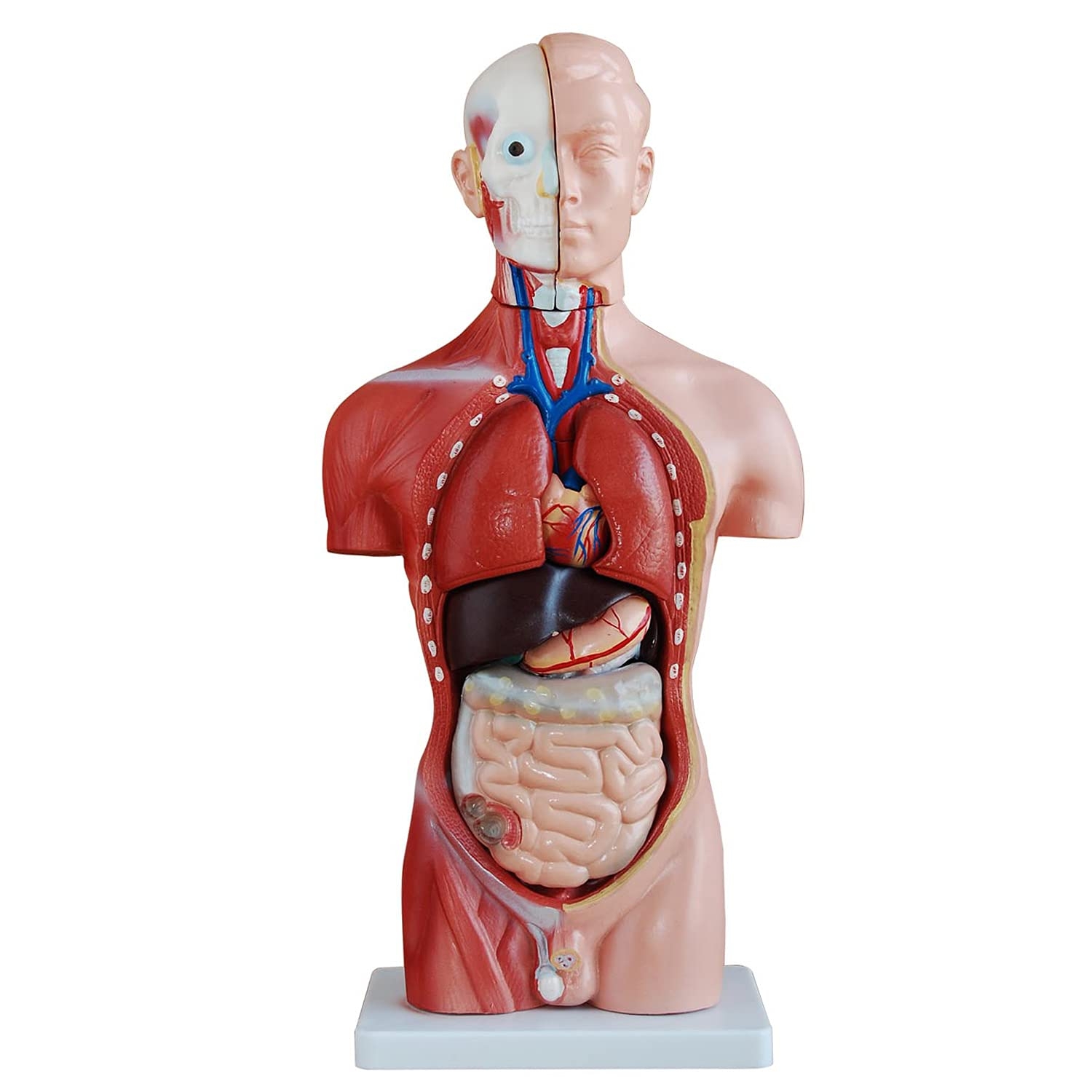 MedMod Anatomy Model Torso Of Human Anatomy Model Human Body Anatomical Human Model Teaching Model Large Amazon de Business Industry Science