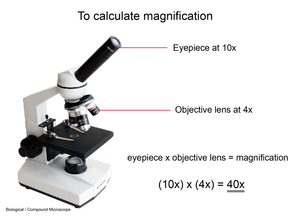 Microscope Buying Guide How To Choose A Microscope