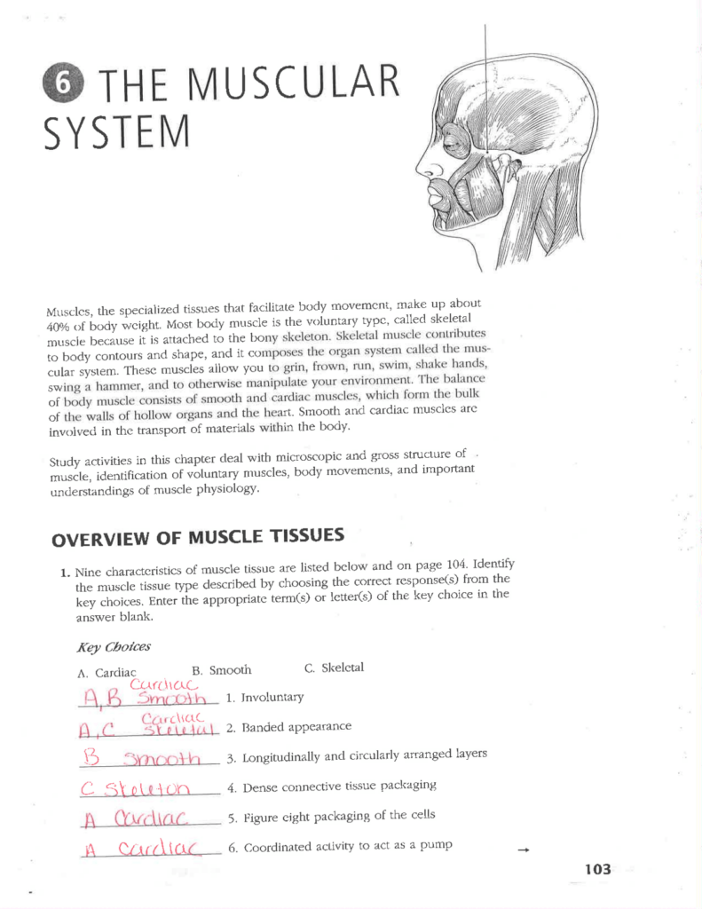 Muscle Tissue Worksheet With Answers Exercises Human Physiology Docsity