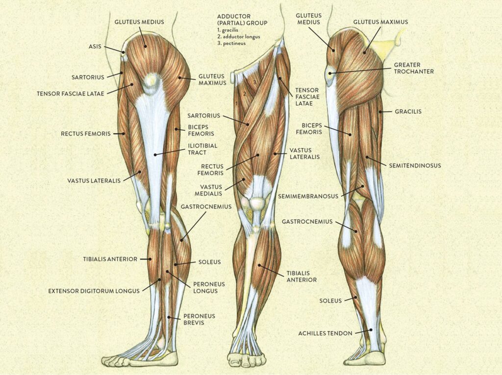 Muscles Of The Leg And Foot Classic Human Anatomy In Motion The Artist s Guide To The Dynamics Of Figure Drawing