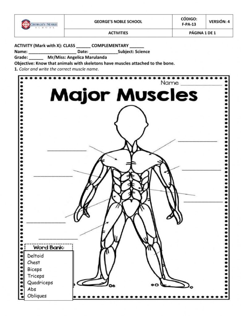 Muscle Worksheets Pdf