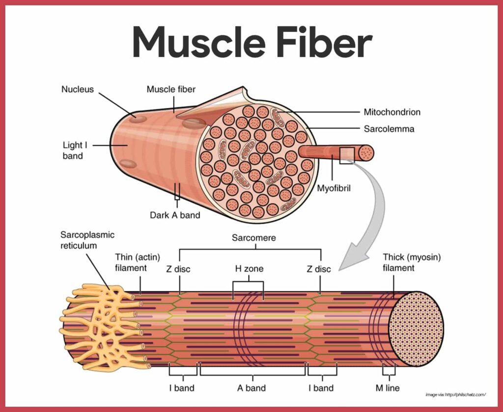 Microscopic Anatomy Of Skeletal Muscle Worksheets Answers
