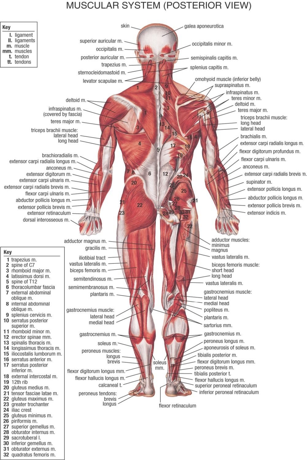 Muscular System Chart Printable 1947 Google Search Muscular System Anatomy Human Body Muscles Muscle Anatomy