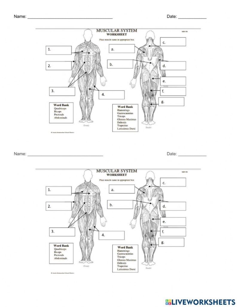 Printable Muscle Labeling Worksheets