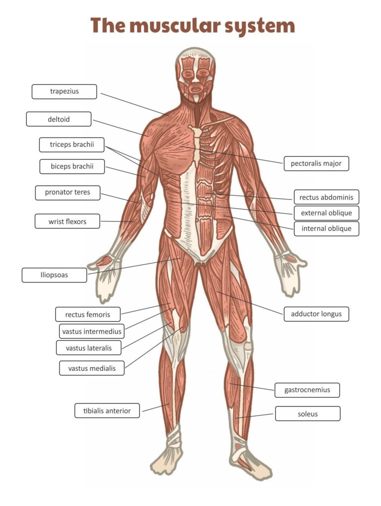 Printable Muscular System Chart