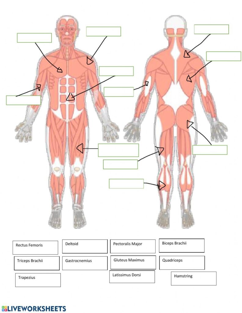 Muscle Anatomy Worksheets - Printable Worksheets