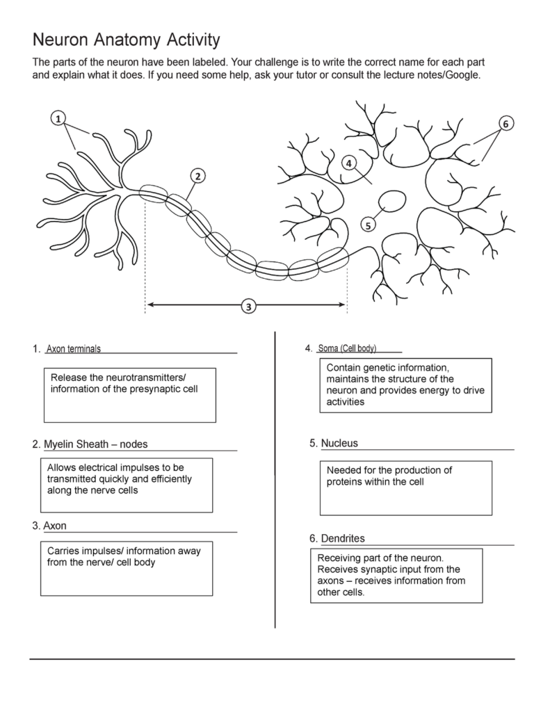 Anatomy Of A Neuron Worksheets Answers