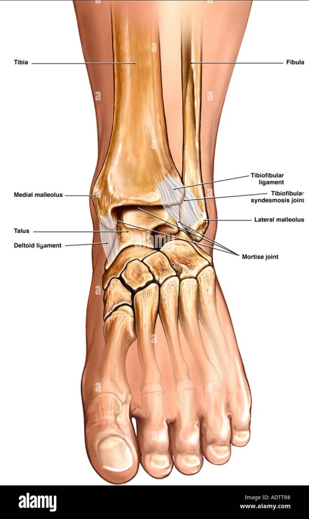 Ankle Bones Anatomy Pictures