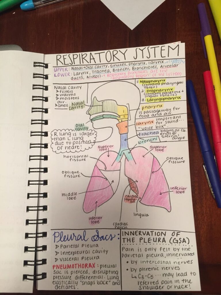 Note Taking Strategy For Anatomy Class Medical Studies Medical Student Study Nursing School Notes