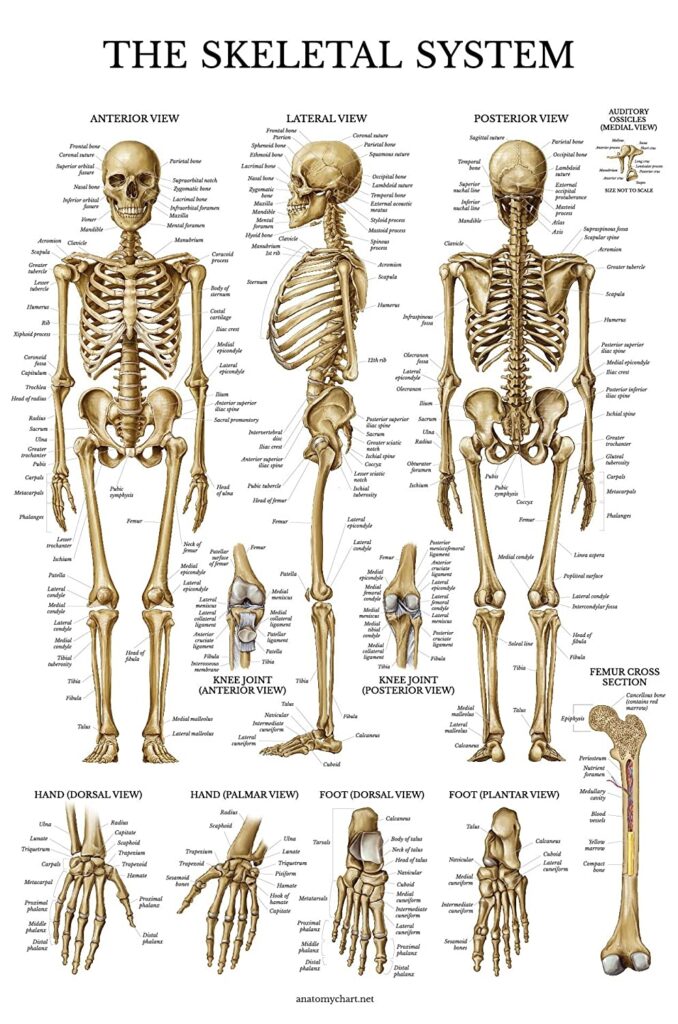 Palace Learning Skeletal System Anatomical Chart LAMINATED Human Skeleton Anatomy Poster 18 X 27 Amazon in Industrial Scientific