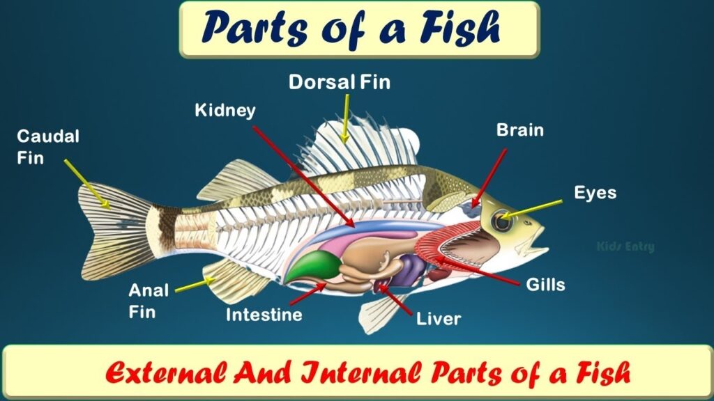 Fish Anatomy For Kids