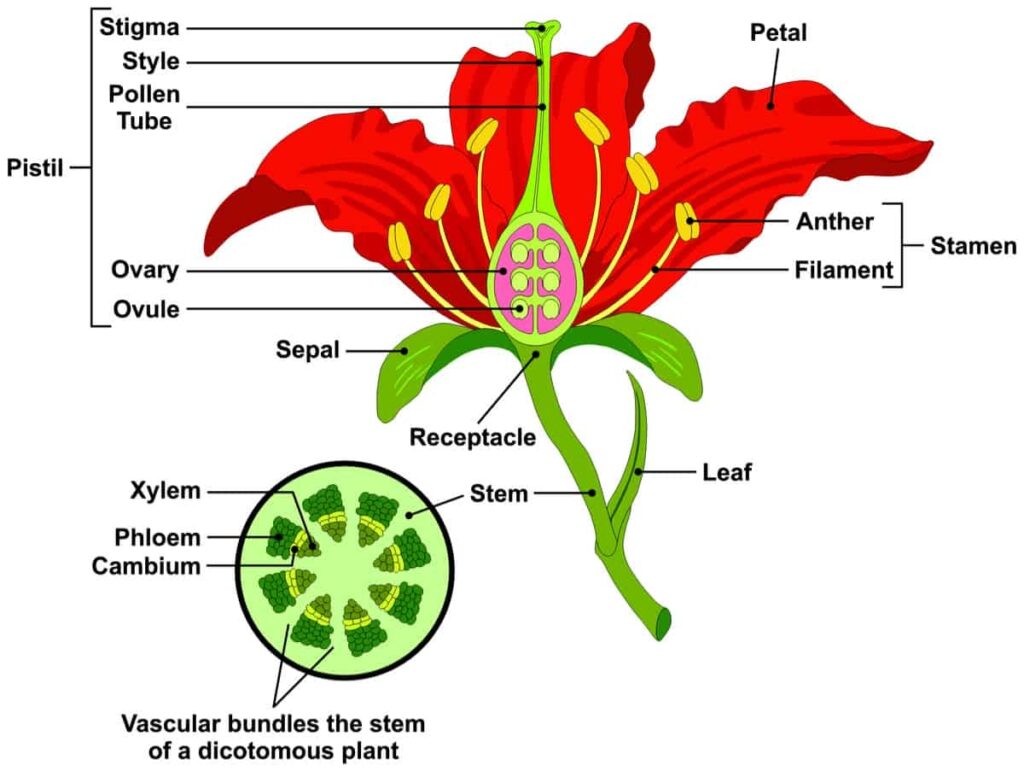 Parts Of A Flower And Plant And Their Functions 8 Diagrams Flower Cell Leaf Stem Etc 