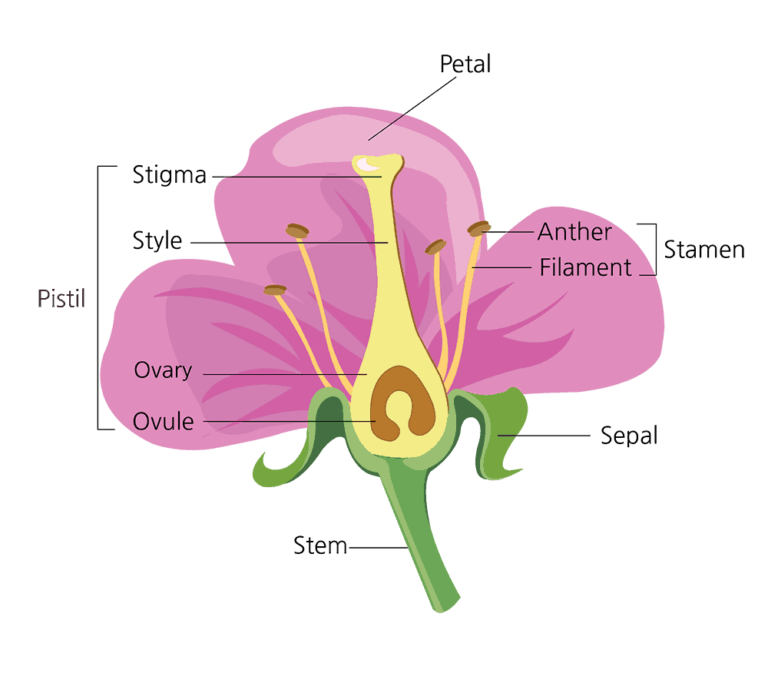 Anatomy Of A Flower Diagram - Printable Worksheets