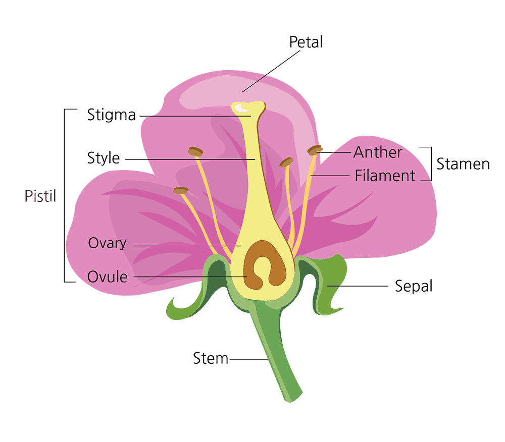 Parts Of A Flower And Their Functions With Diagram Trees