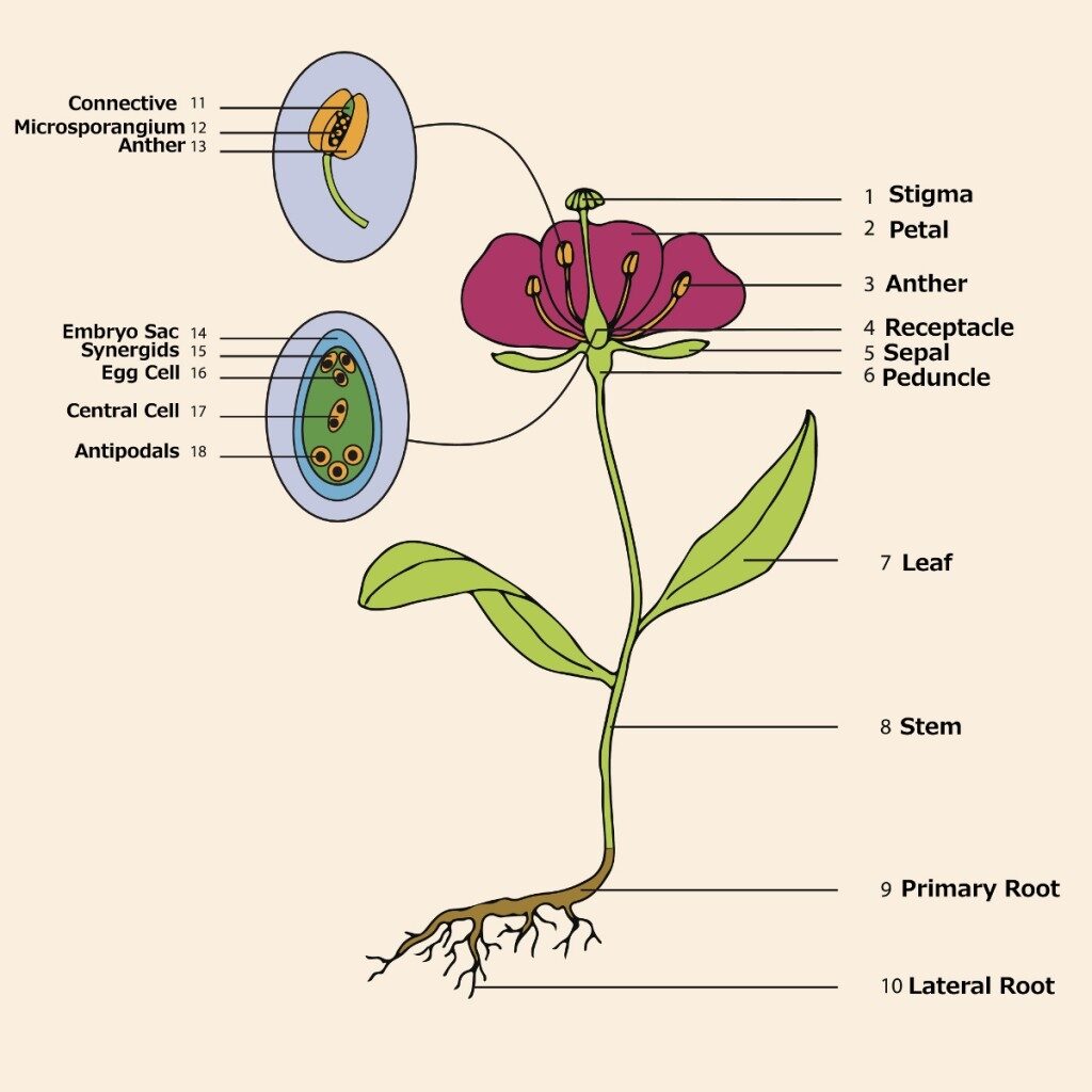 Anatomy Of A Flower Diagram