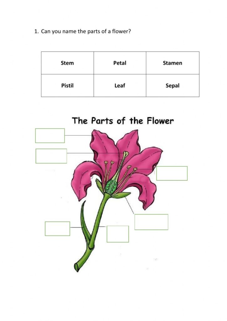 Anatomy Of A Flower Worksheets