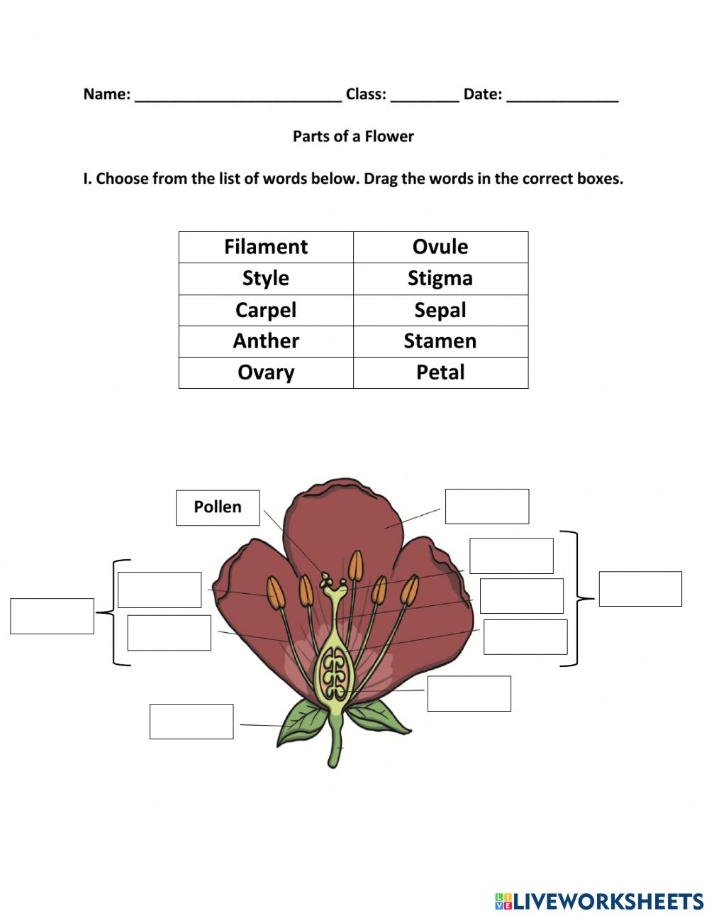 Parts Of A Flower Worksheet Worksheet