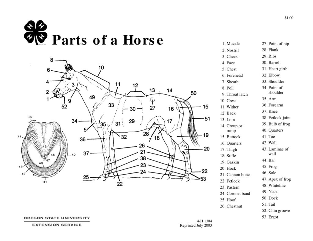 Parts Of A Horse Teaching Aid OSU Extension Catalog Oregon State University