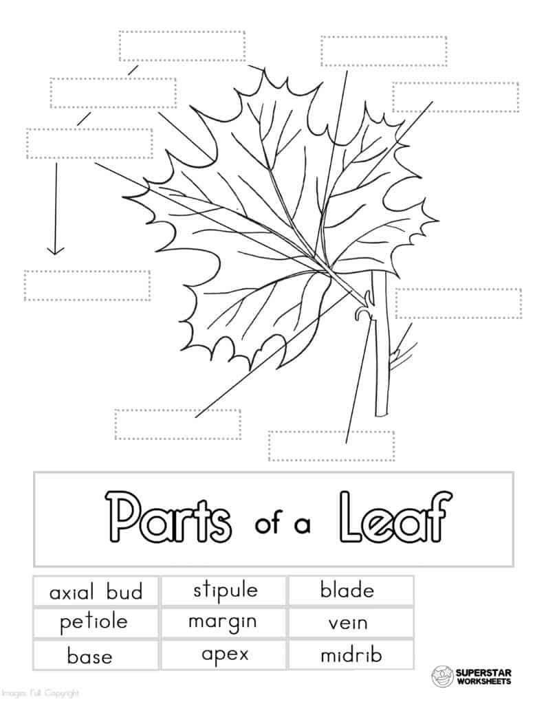 Leaf Anatomy Worksheets