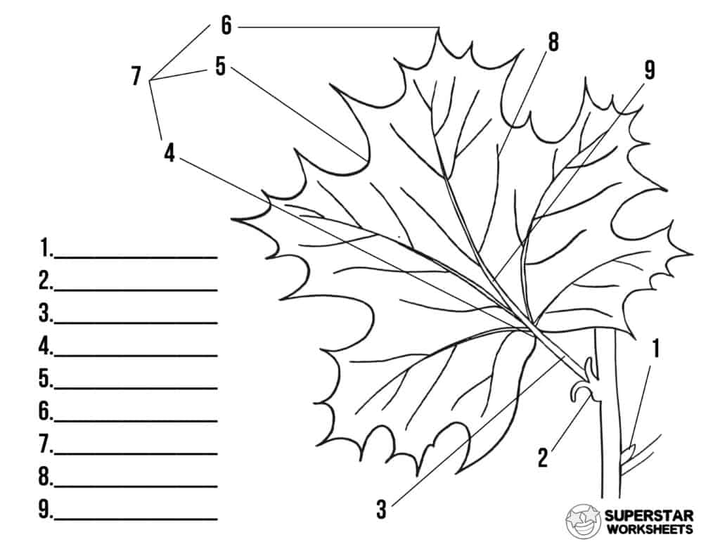 Anatomy Of A Leaf Worksheets