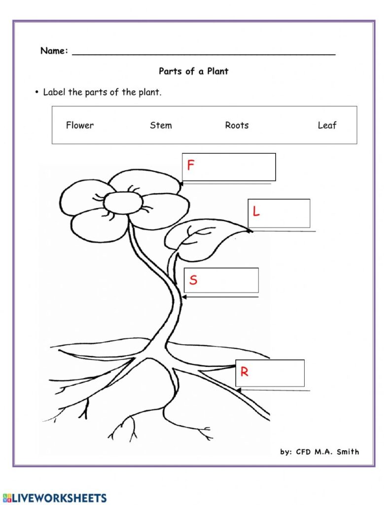 Plant Structure Worksheets