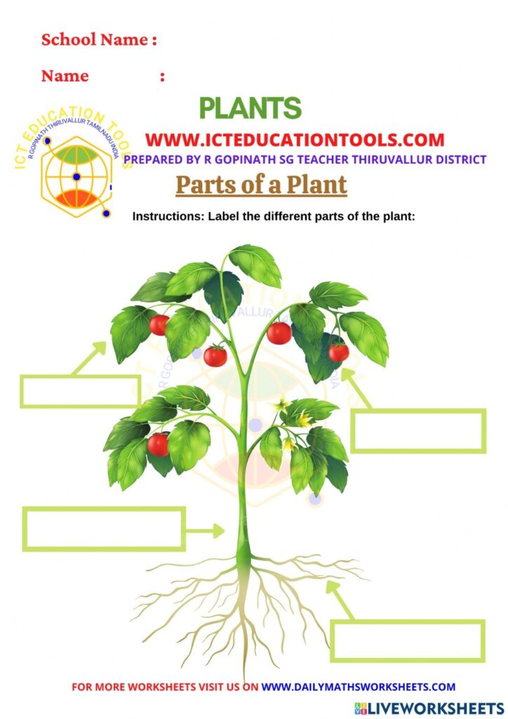 Plant Anatomy Worksheets