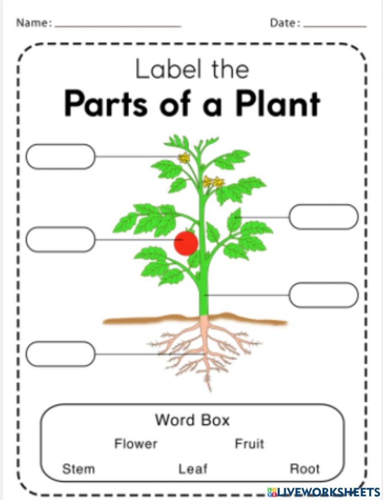 Parts Of Plant Labelling Worksheet