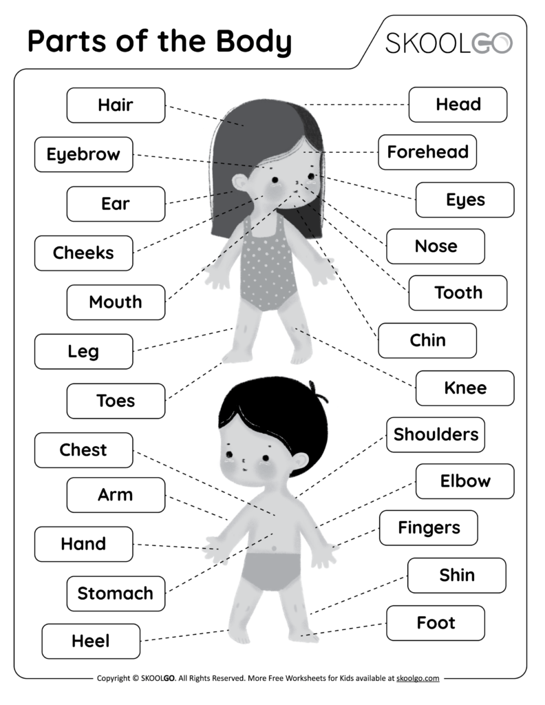 Human Body Worksheets For Kids