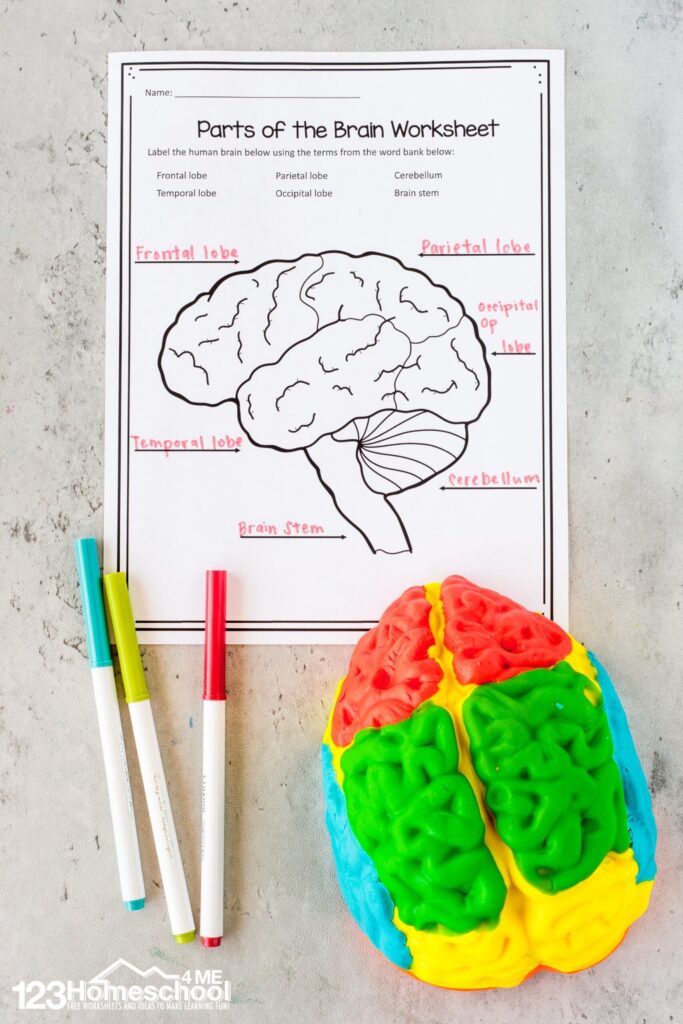 Human Brain Anatomy Kid Worksheets