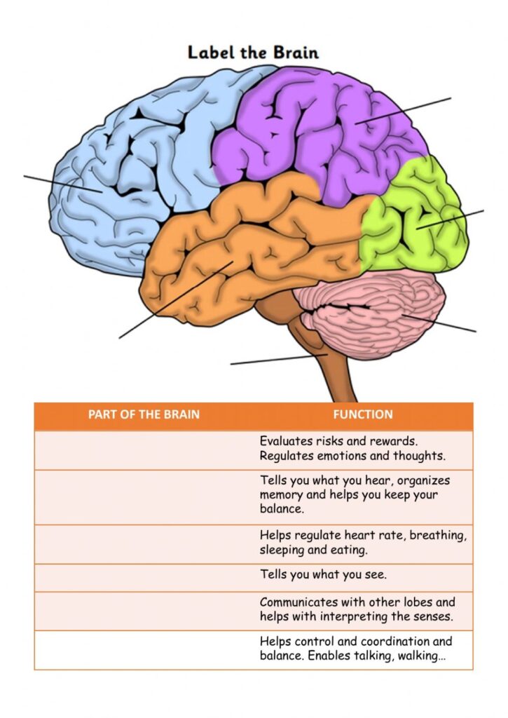 Parts Of The Brain Exercise