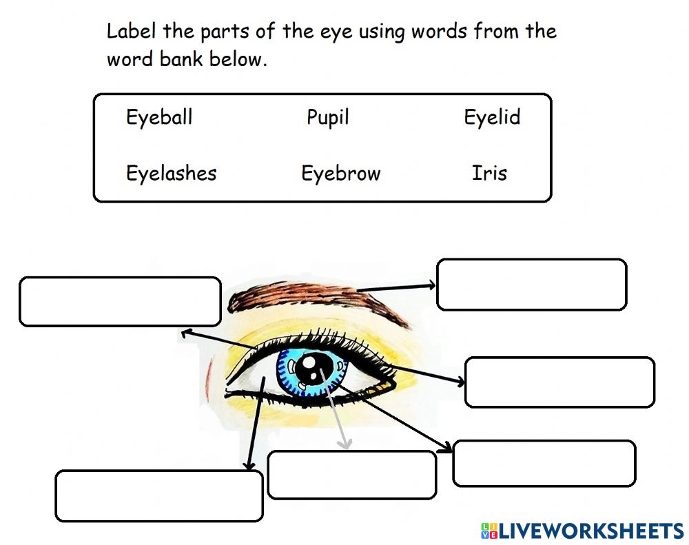 Parts Of The Eye Worksheet For Grade 1 6