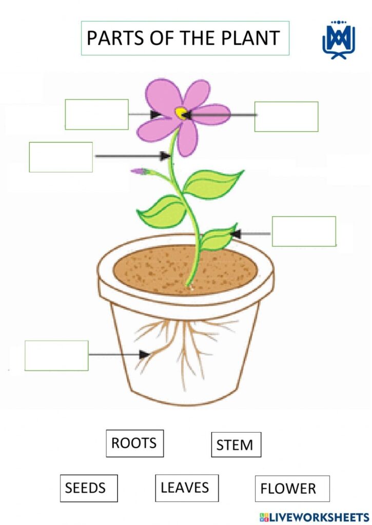 Parts Of The Plant Online Pdf Exercise For 2nd Grade